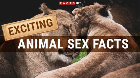 zoo porn|Free Animal Porn Videos and Bestiality Clips